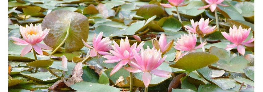 水中睡美人 莆田玉湖公园睡莲次第盛开